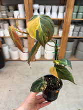 Load image into Gallery viewer, Philodendron micans Variegata 4"