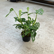 Load image into Gallery viewer, Monstera Adansonii 6&quot;