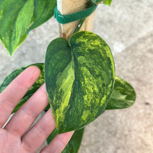 Load image into Gallery viewer, Scindapsus Jade Satin Variegata (Yellow/Aurea) 4&quot;