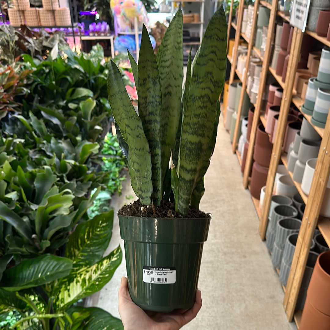 green acres snake plant Sansevieria zeylanica 6"