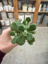 Load image into Gallery viewer, Cotyledon tomentosa (Bear's Paw) 2"