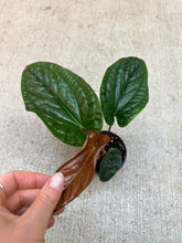 Load image into Gallery viewer, Anthurium Luxurians x Radicans 4&quot;