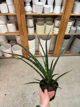 Load image into Gallery viewer, Sansevieria Mikado 6" - Snake Plant