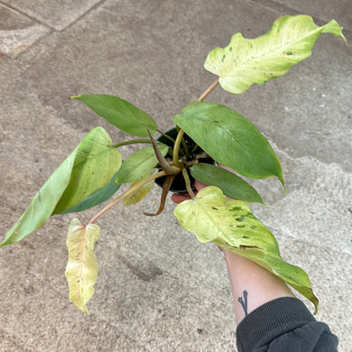 Philodendron Snowdrift 4