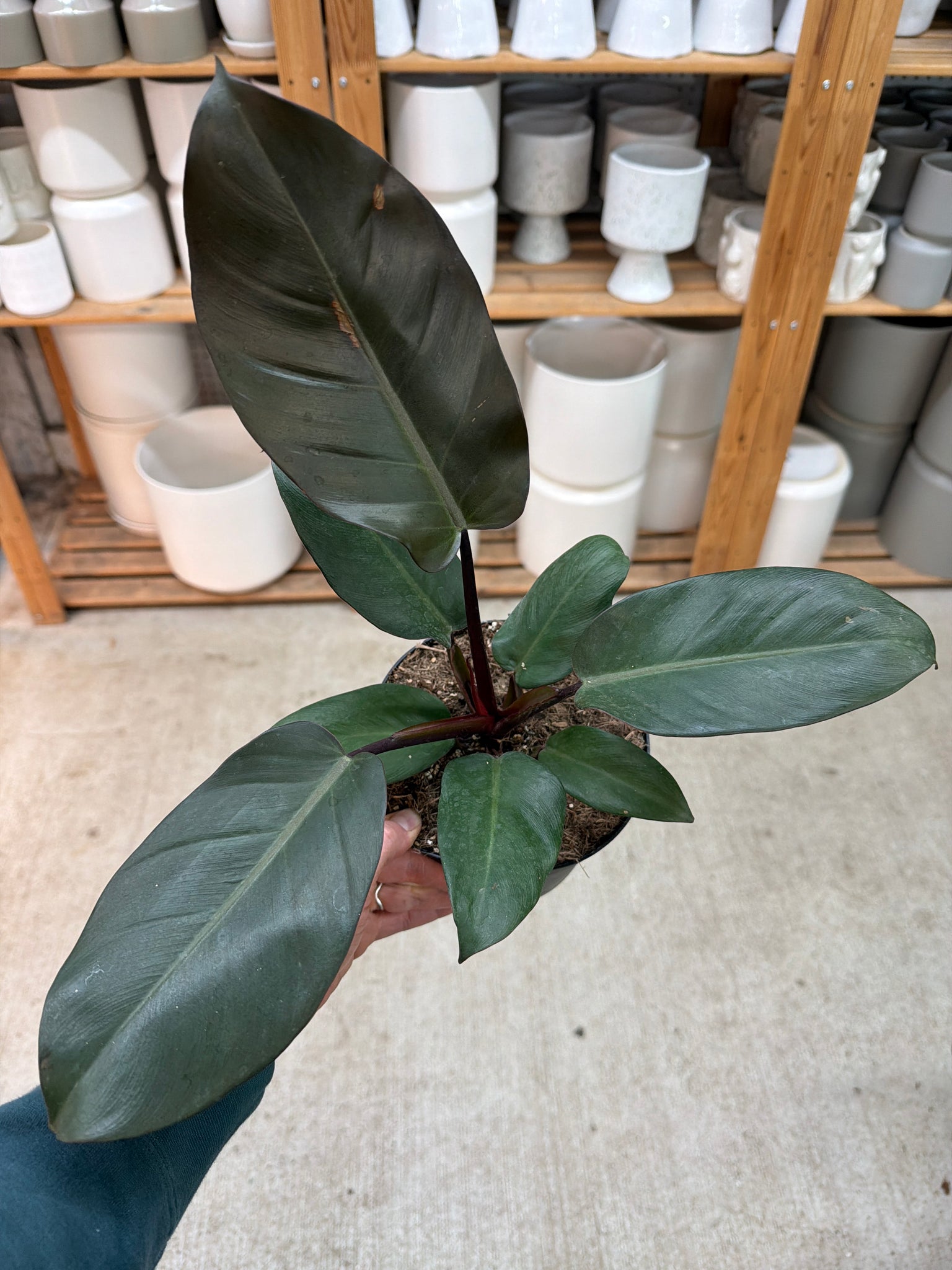 philodendron black Philodendron 'Black Cardinal' 4" – Kent East Hill Nursery