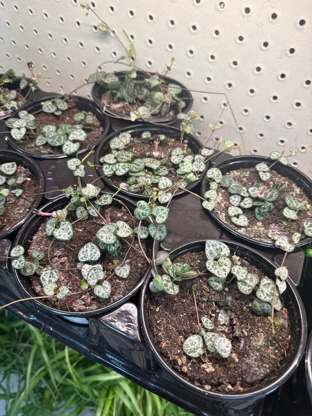 Ceropegia Woodii 4