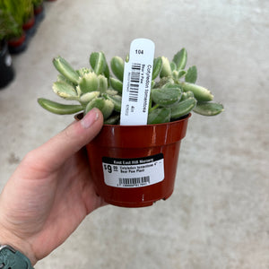 Cotyledon tomentosa 4" - Bear Paw Plant