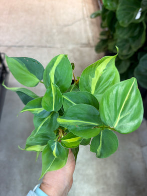 Philodendron Brasil 4