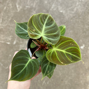 el choco red philodendron Philodendron El Choco Red 4" – Kent East Hill Nursery