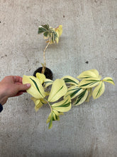 Load image into Gallery viewer, Cheilocostus speciosus 'Variegatus' 4" - Crepe Ginger