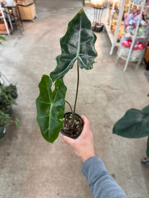 Alocasia Sanderiana 4