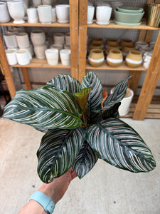 pinstripe calathea Calathea Ornata 6