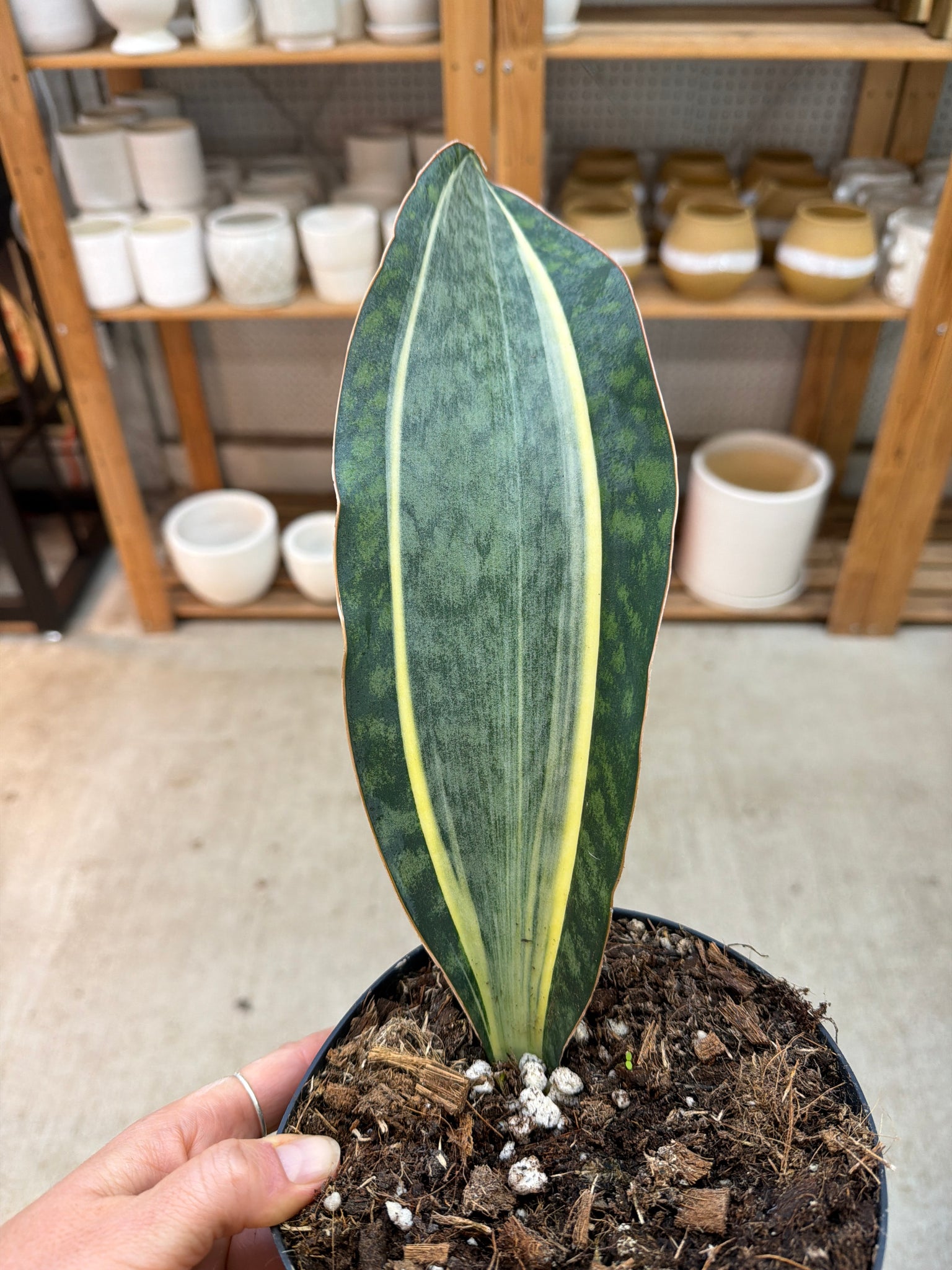 sansevieria masoniana variegated whale fin Sansevieria masoniana varieagata albo 6"