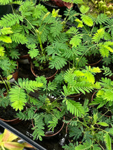 Load image into Gallery viewer, Mimosa pudica 2&quot; - Sensitive Plant