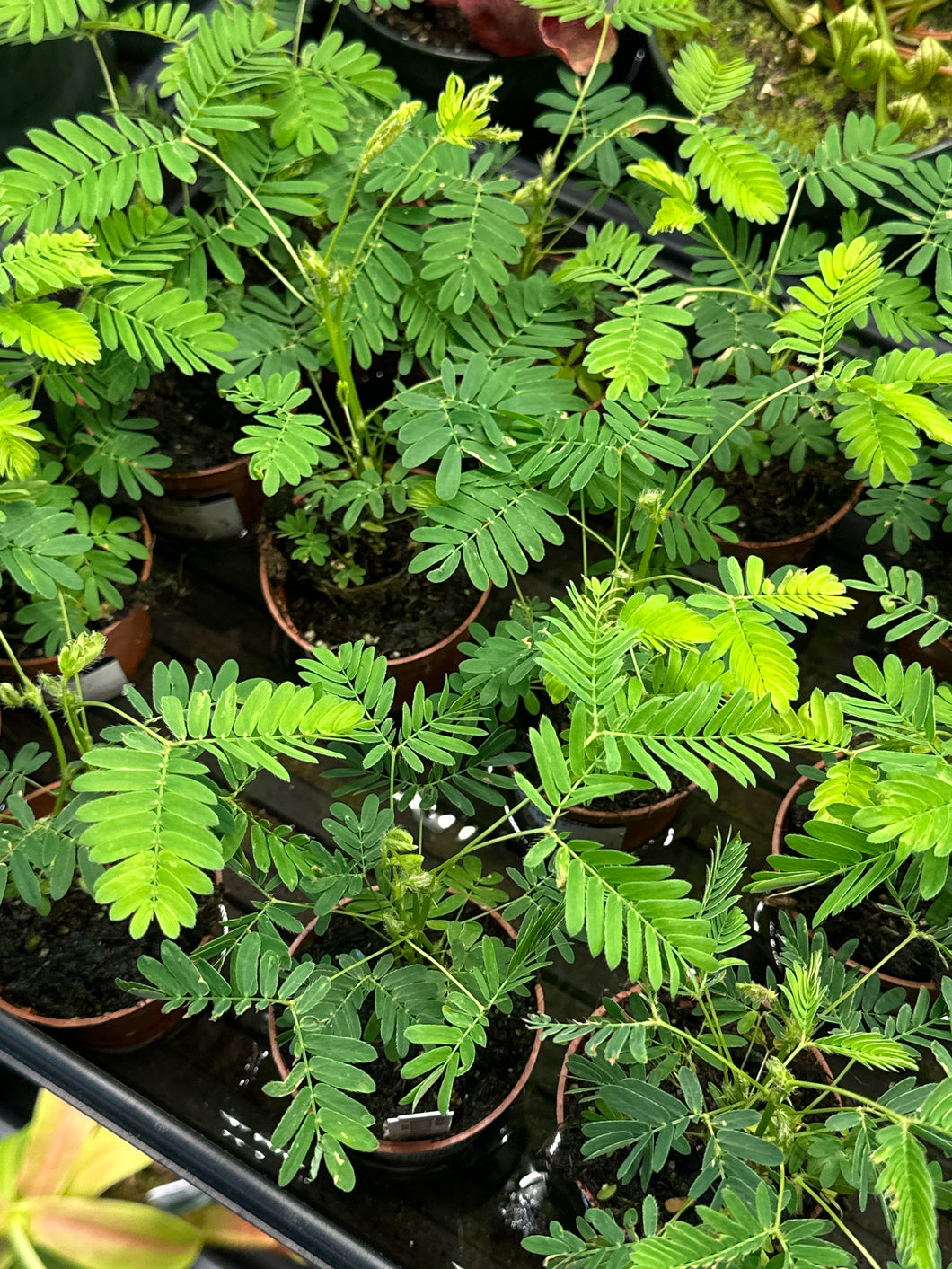 Mimosa pudica 2
