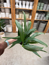 Load image into Gallery viewer, Epipremnum 'Amplissimum Silver' 6"