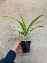 Load image into Gallery viewer, Dracaena 'Lemon Lime' 4"