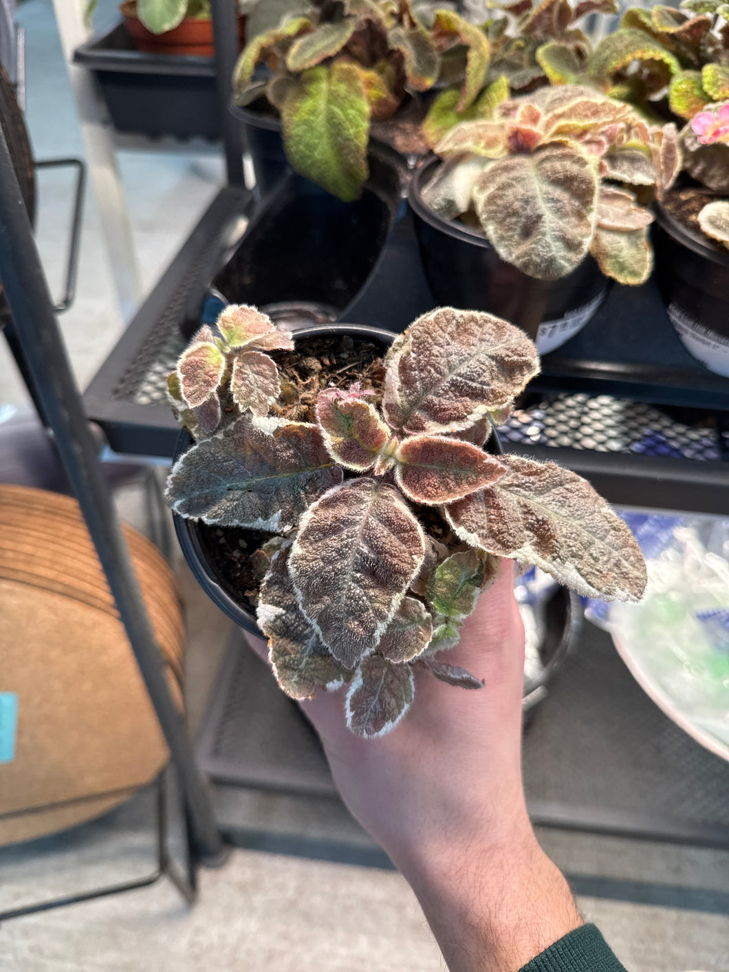 Episcia Scarlett 4