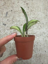 Load image into Gallery viewer, Hoya Silver Moon 2" - Wax Plant