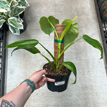 Load image into Gallery viewer, Philodendron Jose Buono 6&quot;
