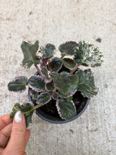 Load image into Gallery viewer, Saintpaulia 'Wrangler's Dixie Celebration' 4" - African Violet