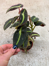 Load image into Gallery viewer, Begonia listada 4"