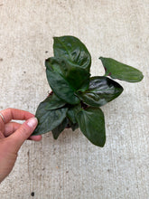 Load image into Gallery viewer, Syngonium Erythophyllum 4" - Red Arrow