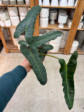 Load image into Gallery viewer, Philodendron billietiae dark form 6" - Black Billietiae