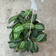 Load image into Gallery viewer, Maranta Silver Band 8&quot;HB - Silver Band Prayer Plant