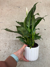 Load image into Gallery viewer, Spathiphyllum sp. 5" - Potted Peace Lily w/Ceramic