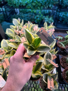 golden hahnii snake plant Sansevieria 'Golden Hahnii' 2.25"