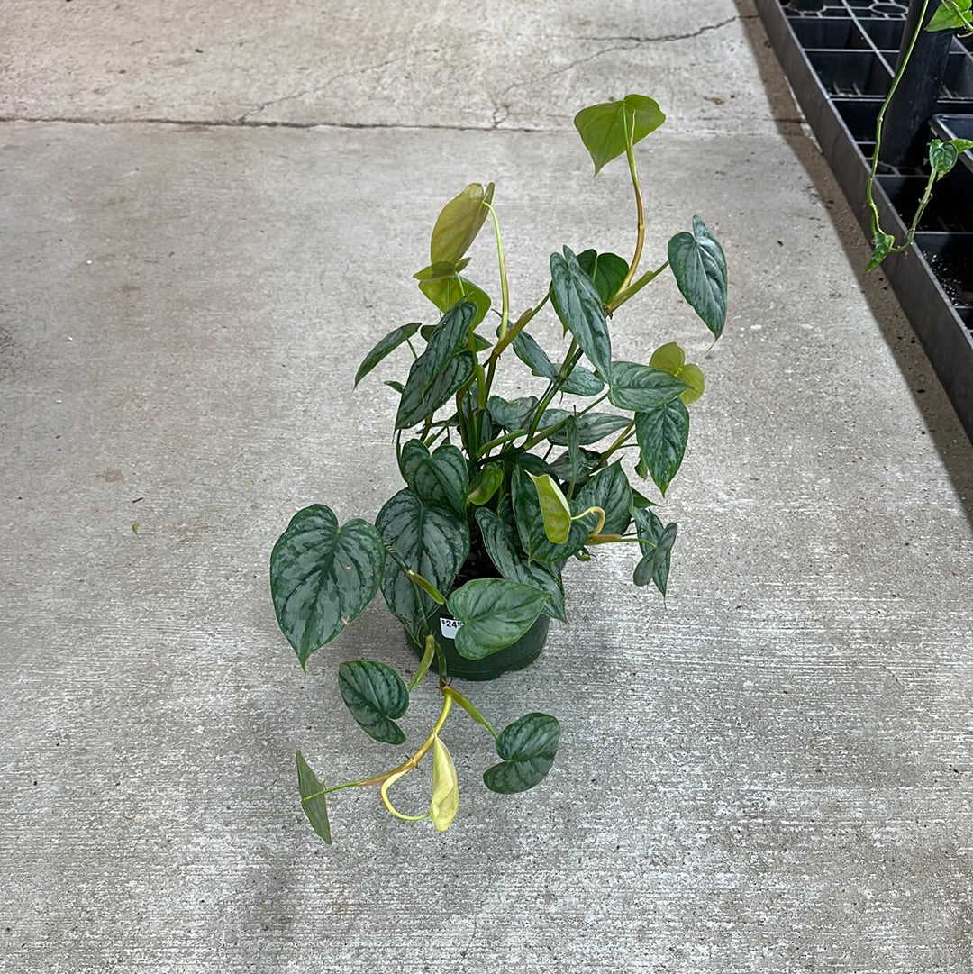 philodendron branditianum Philodendron Branditianum 6