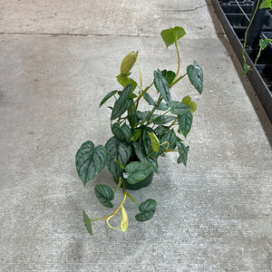 Philodendron Branditianum 6"