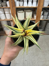 Load image into Gallery viewer, Haworthia fasciata 'Aurea Variegata' 4"