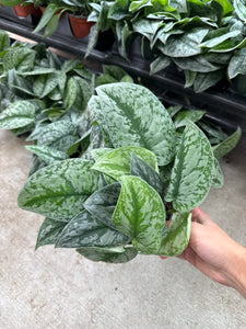 Scindapsus sp. 6" - Satin Pothos
