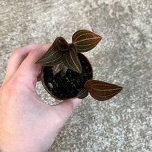 Load image into Gallery viewer, Ludisia sp. 3&quot; - Jewel Orchid