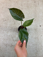 Load image into Gallery viewer, Alocasia wentii variegata 4"