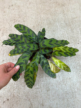 Load image into Gallery viewer, Calathea lancifolia 6" - Rattlesnake Calathea