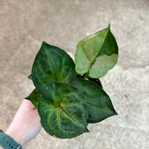 Syngonium T24 4"