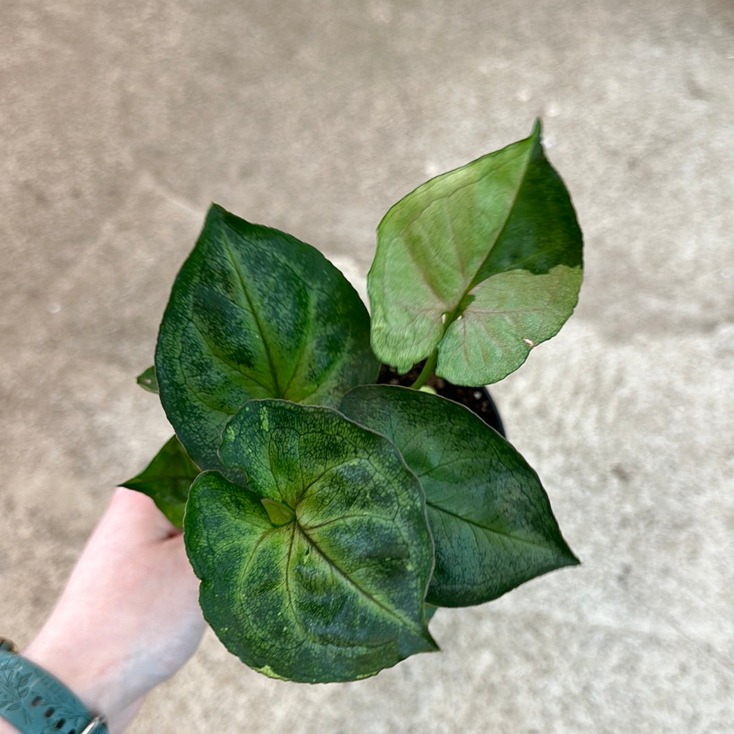 Syngonium T24 4