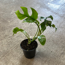 Load image into Gallery viewer, Rhaphidophora Tetrasperma 4&quot;