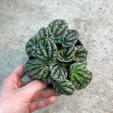 Peperomia caperata 'Burbella' 4