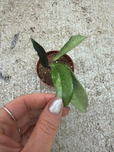 Load image into Gallery viewer, Hoya Silver Moon 2" - Wax Plant