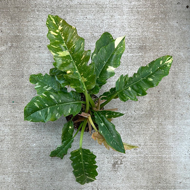 Philodendron Ring of Fire 6