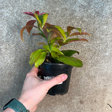 Load image into Gallery viewer, Pereskia acu. &#39;Godseffiana Variegata&#39; 4&quot;