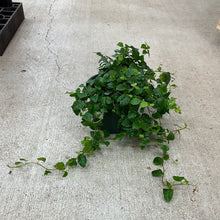 Load image into Gallery viewer, Ficus pumila 6&quot; - Creeping Fig