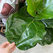 Load image into Gallery viewer, Ficus lyrata 8&quot; - Fiddle Leaf Fig