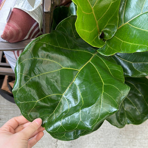 Ficus lyrata 8" - Fiddle Leaf Fig