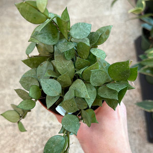 Hoya krohniana 'Super Silver' 4"