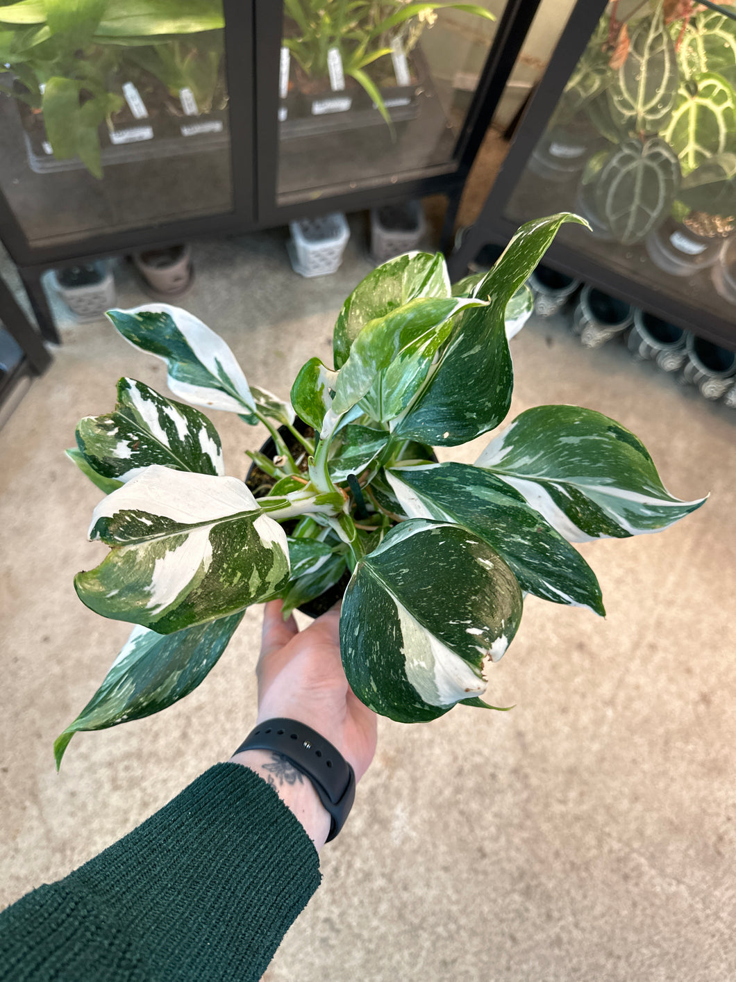 Philodendron White Wizard 6
